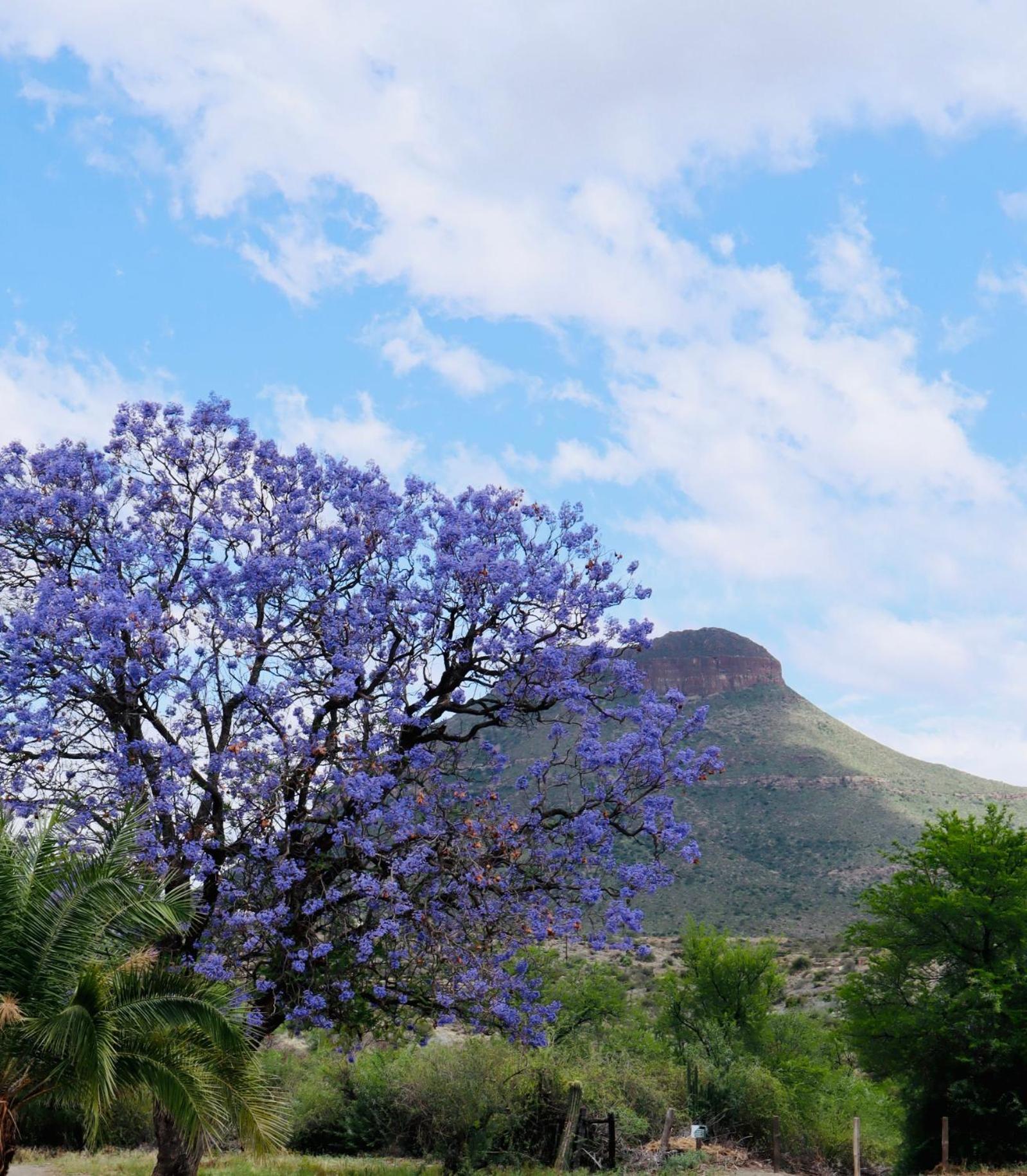 River Bend Guesthouses Graaff-Reinet Eksteriør bilde